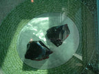 Landscape Glass Rock