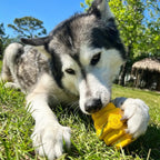 Large Dog Chew Toy in Bright Yellow