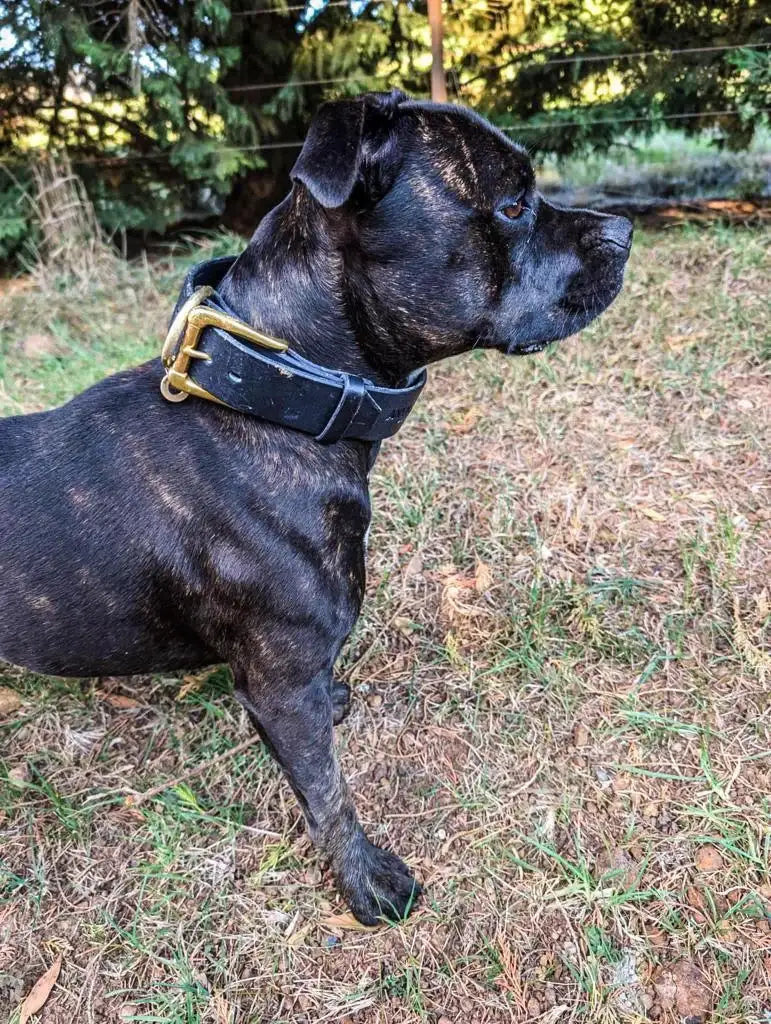 Large Dog Collar in 38mm Weather Resistant Harness Leather with Brass Hardware and Multiple Neck Sizes