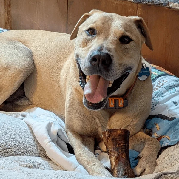 Large Smoked Beef Marrow Bone for Dogs Over 60 lb, Slow-Smoked in Small Batches and Approximately 6–8 Inches