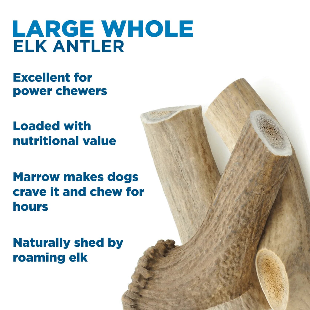 Large Whole Elk Antler Dog Chew