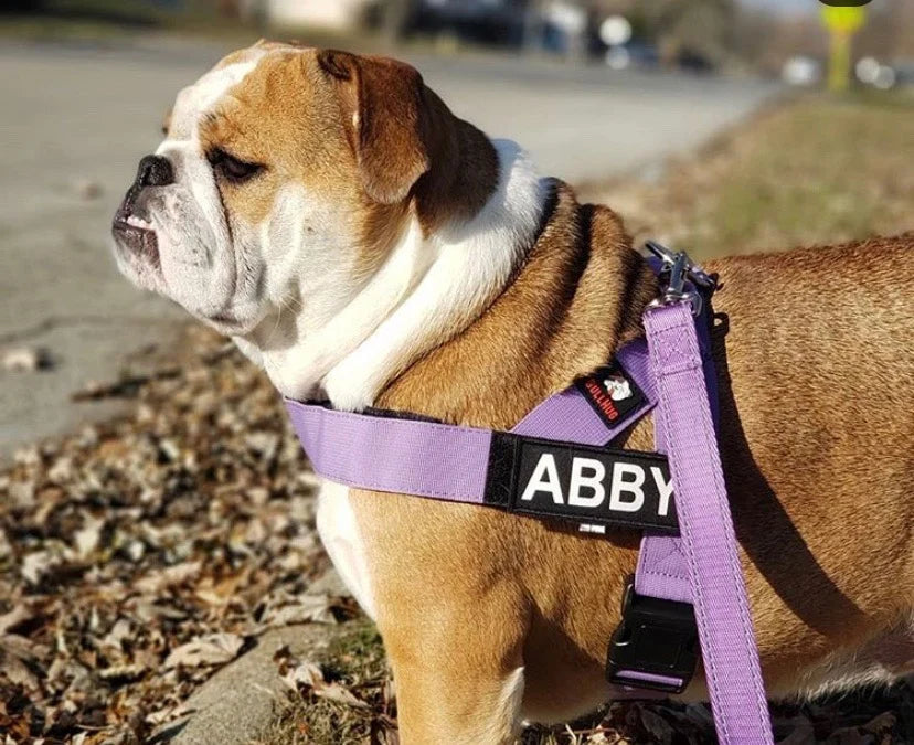 Lavender Dog Harness
