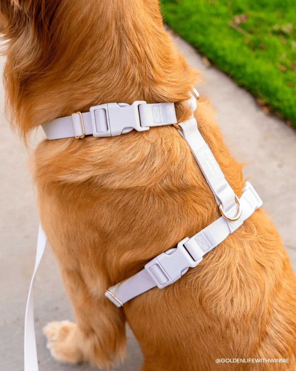 Lavender Dog Harness with Five Adjustment Points and Front and Back Leash Attachments for Walking