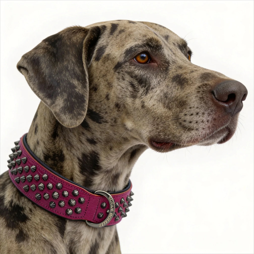 Leather Dog Collar in Pink and Black with Pyramid Studs, Wide Fit, Double-Layered Construction and Multiple Neck Sizes