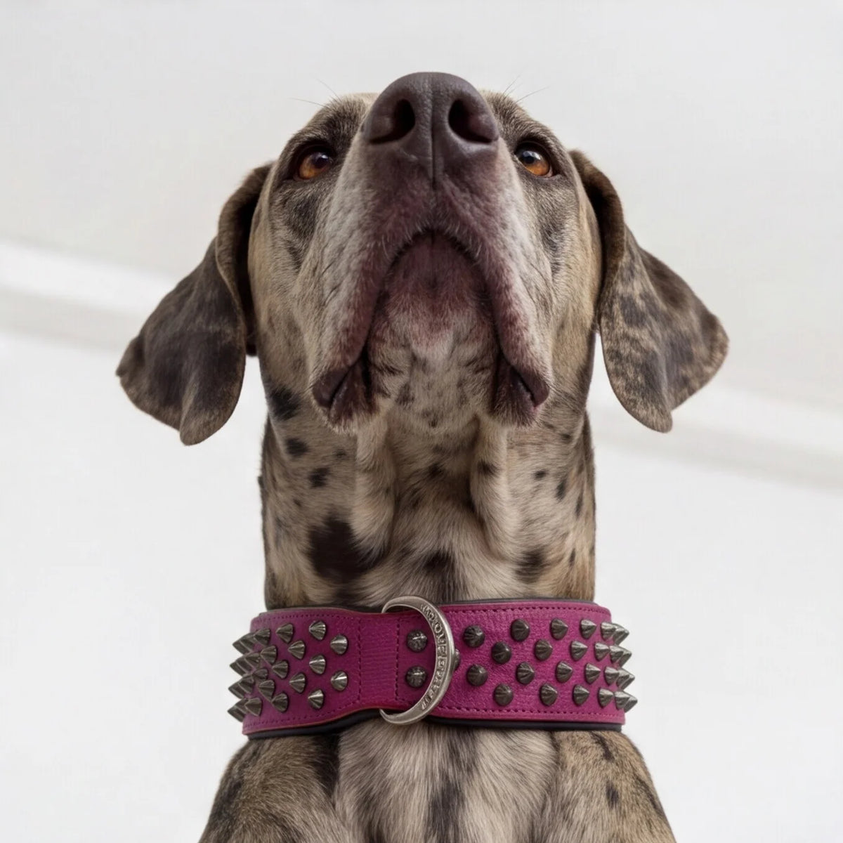 Leather Dog Collar in Pink and Black with Pyramid Studs, Wide Fit, Double-Layered Construction and Multiple Neck Sizes