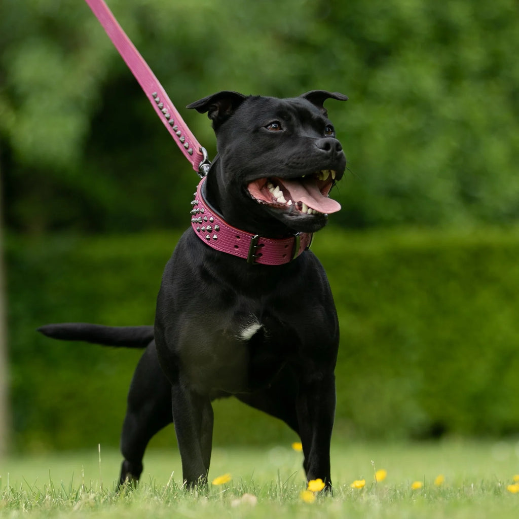 Leather Dog Collar in Pink and Black with Pyramid Studs, Wide Fit, Double-Layered Construction and Multiple Neck Sizes