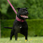 Leather Dog Collar in Pink and Black with Pyramid Studs, Wide Fit, Double-Layered Construction and Multiple Neck Sizes