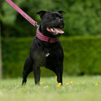 Leather Dog Collar in Pink and Black with Pyramid Studs, Wide Fit, Double-Layered Construction and Multiple Neck Sizes