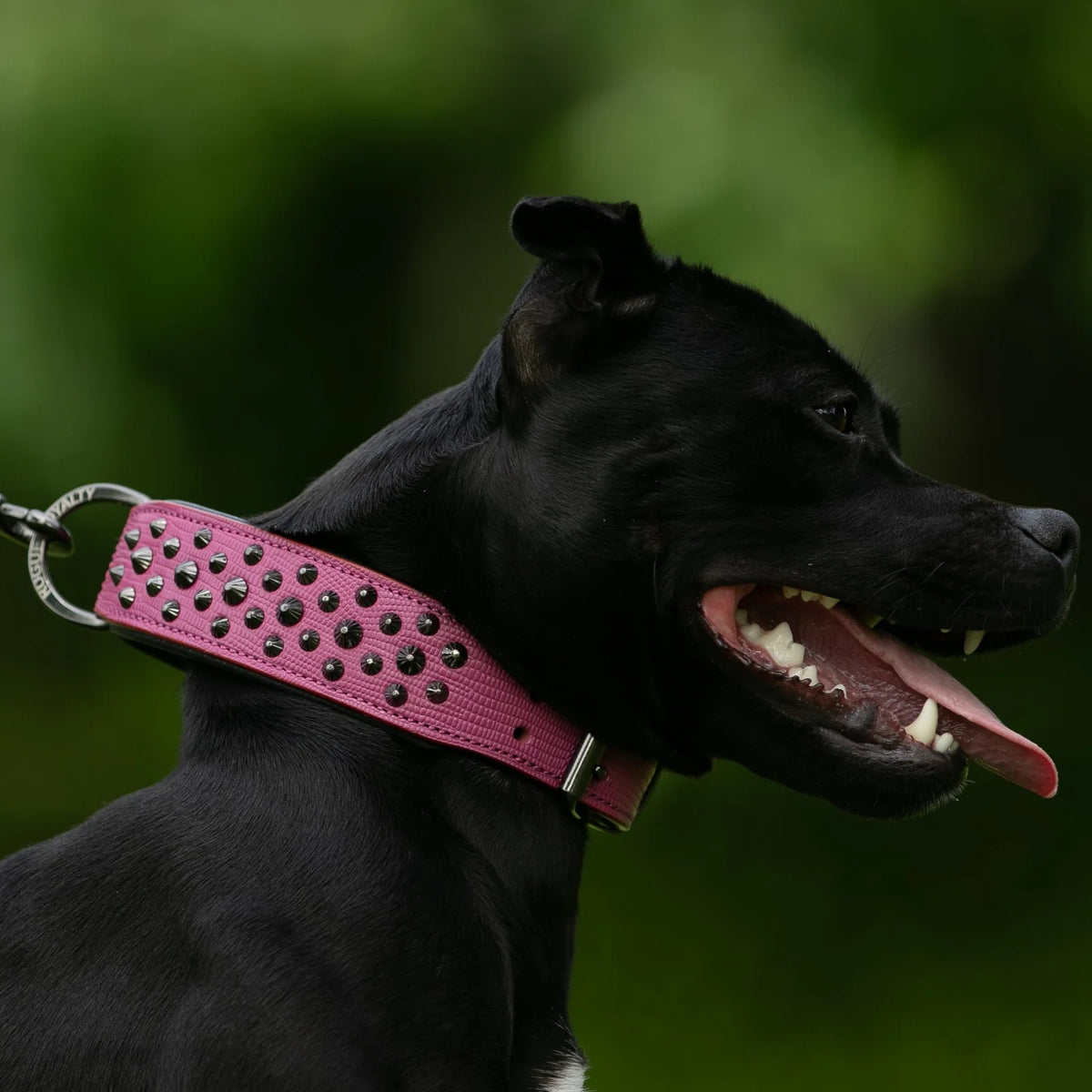 Leather Dog Collar in Pink and Black with Pyramid Studs, Wide Fit, Double-Layered Construction and Multiple Neck Sizes
