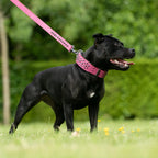 Leather Dog Collar in Pink and Black with Pyramid Studs, Wide Fit, Double-Layered Construction and Multiple Neck Sizes
