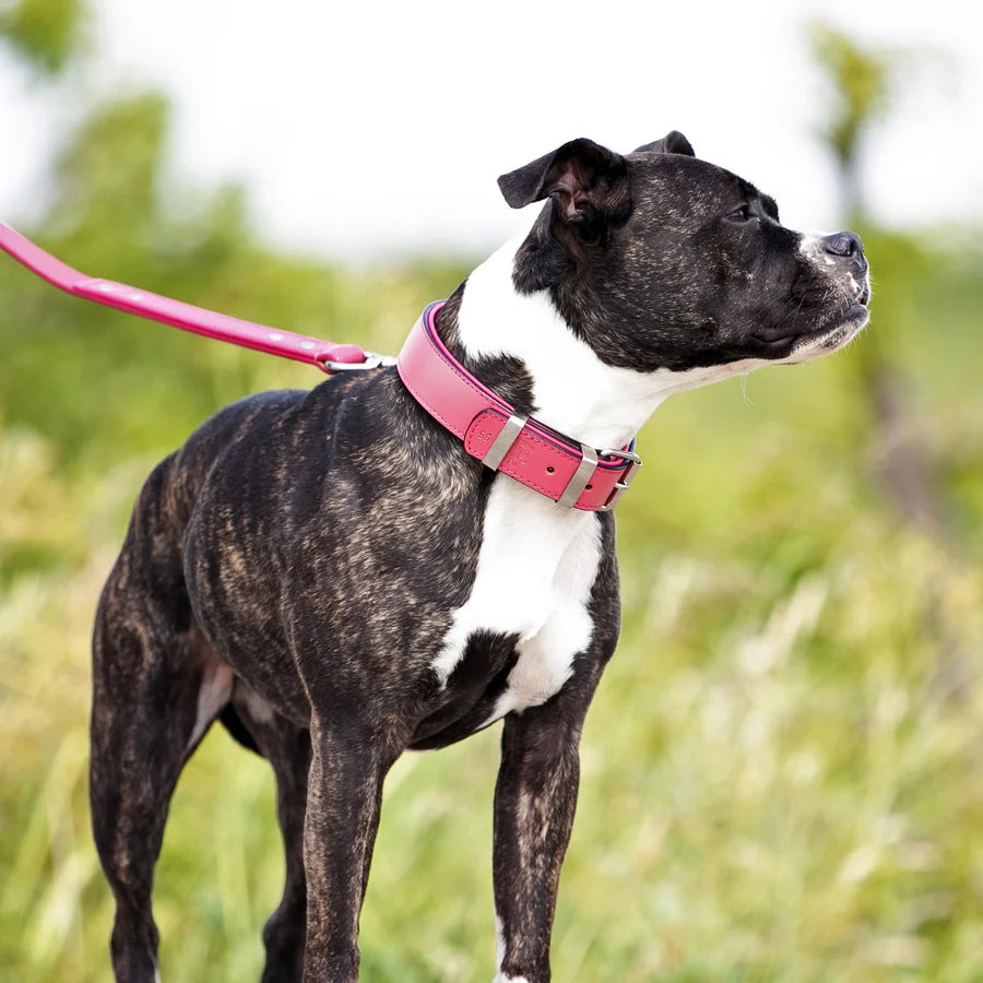 Leather Dog Collar in Pink with Chrome Hardware, Roller Buckle and Secure D-Ring for Everyday Wear