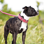 Leather Dog Collar in Pink with Chrome Hardware, Roller Buckle and Secure D-Ring for Everyday Wear