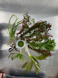 Live Aquarium Plant Pack
