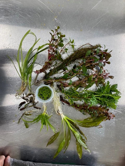 Live Aquarium Plant Pack