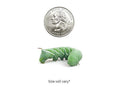 Live Hornworms