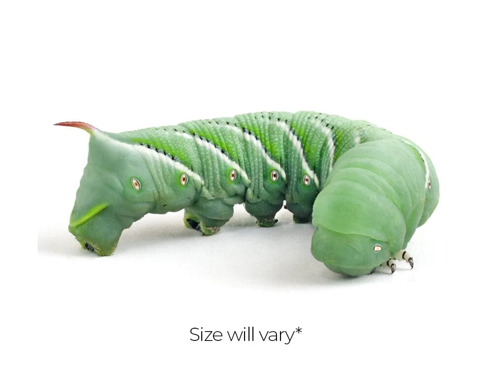 Live Hornworms