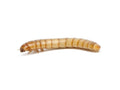 Live Mealworms for Reptiles, Birds and Exotic Pets in Small, Medium and Large Sizes for Varied Feeding