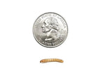 Live Mealworms for Reptiles, Birds and Exotic Pets in Small, Medium and Large Sizes for Varied Feeding — Medium / 50
