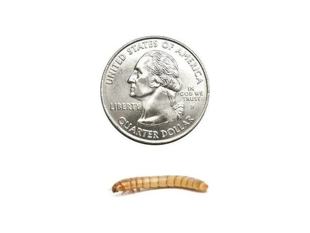 Live Mealworms for Reptiles, Birds and Exotic Pets in Small, Medium and Large Sizes for Varied Feeding — Large / 50