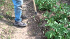 Long Handle Weeder and Cultivator for Standing Garden Work and Weeding Between Tightly Spaced Plants
