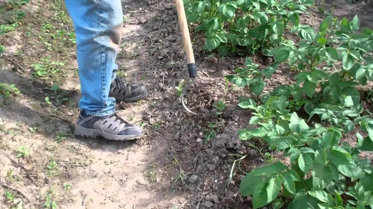 Long Handle Weeder and Cultivator for Standing Garden Work and Weeding Between Tightly Spaced Plants