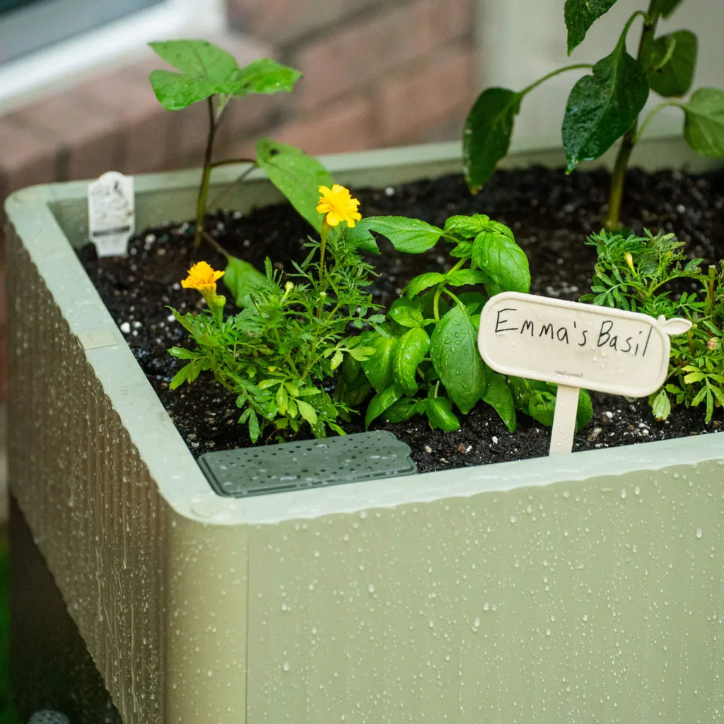 Low-Maintenance Self-Watering Planter