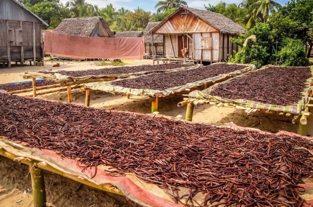 Madagascar Vanilla Beans, Whole Grade B Pods