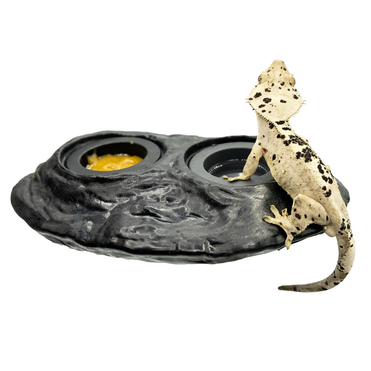 Magnetic Gecko Feeding Ledge in Mushroom Style for Elevated Feeding, Holding Two 1.5 oz Cups