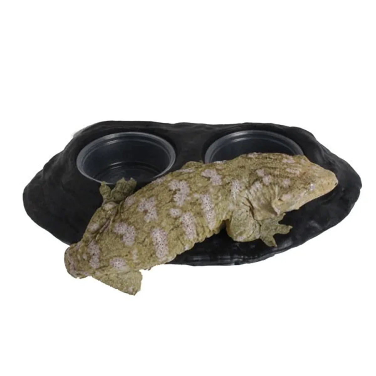Magnetic Gecko Feeding Ledge in Mushroom Style for Elevated Feeding, Holding Two 1.5 oz Cups