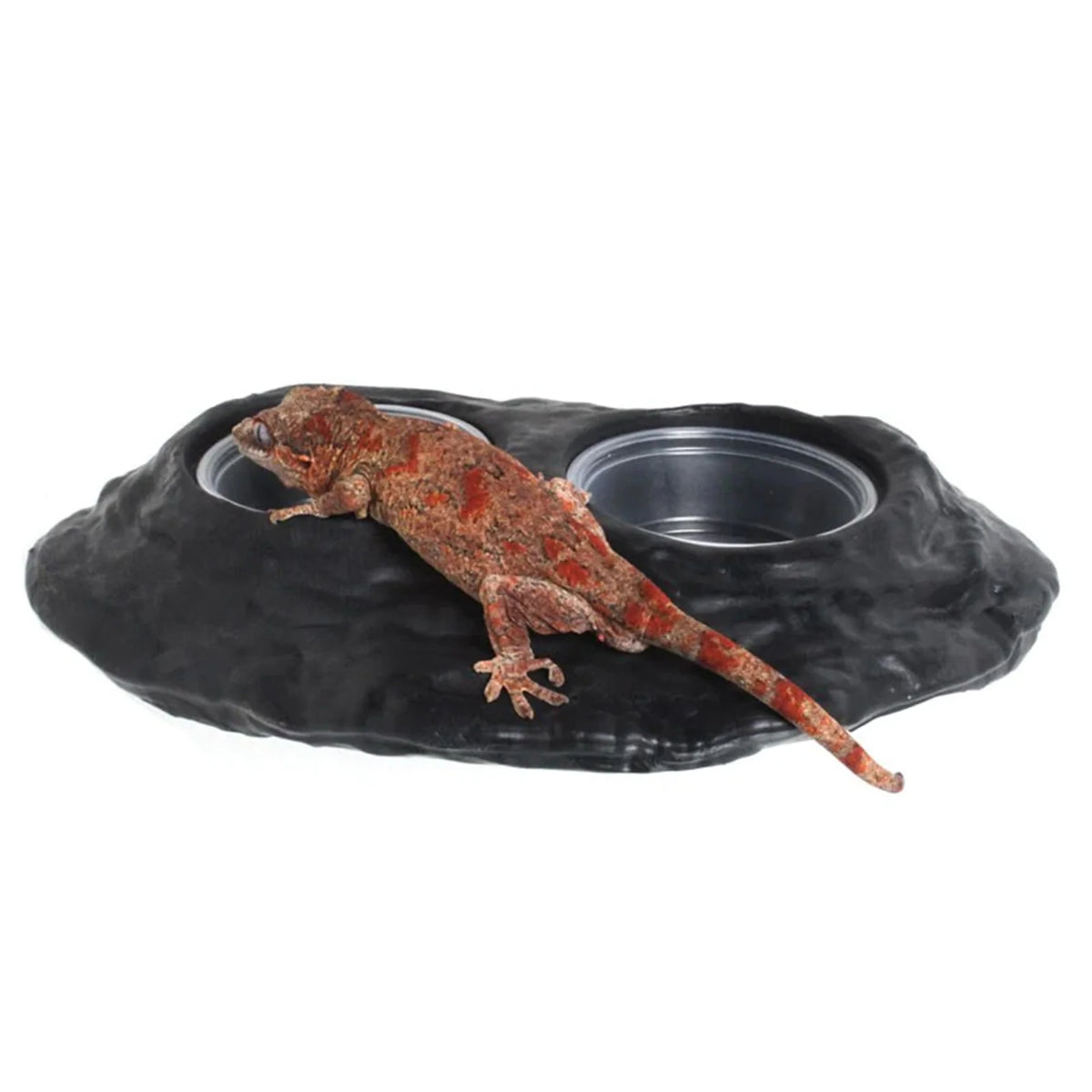 Magnetic Gecko Feeding Ledge in Mushroom Style for Elevated Feeding, Holding Two 1.5 oz Cups