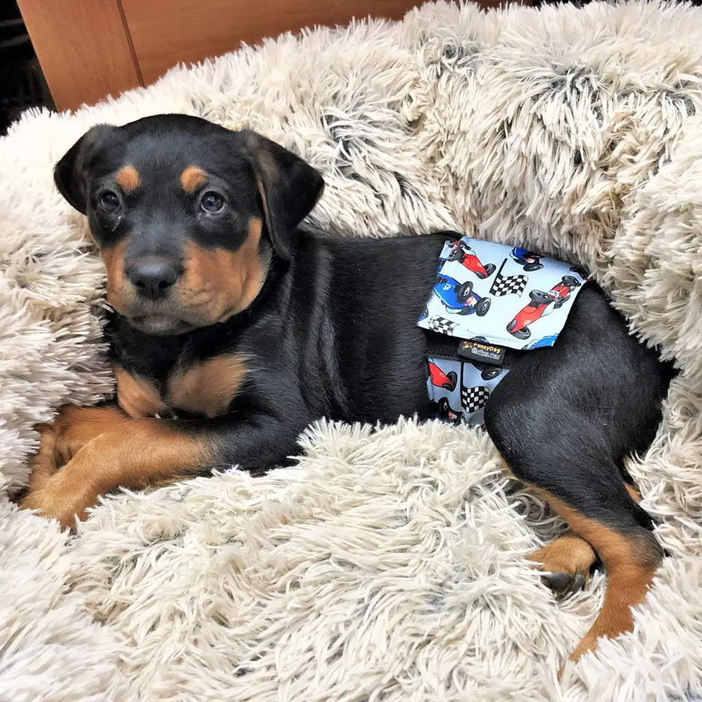 Male Dog Diapers