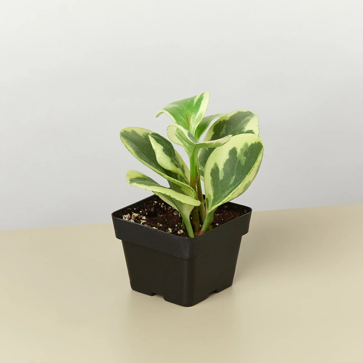 Marble Peperomia Indoor Plant, 3" Pot-Nursery