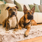 Memory Foam Dog Crate Bed