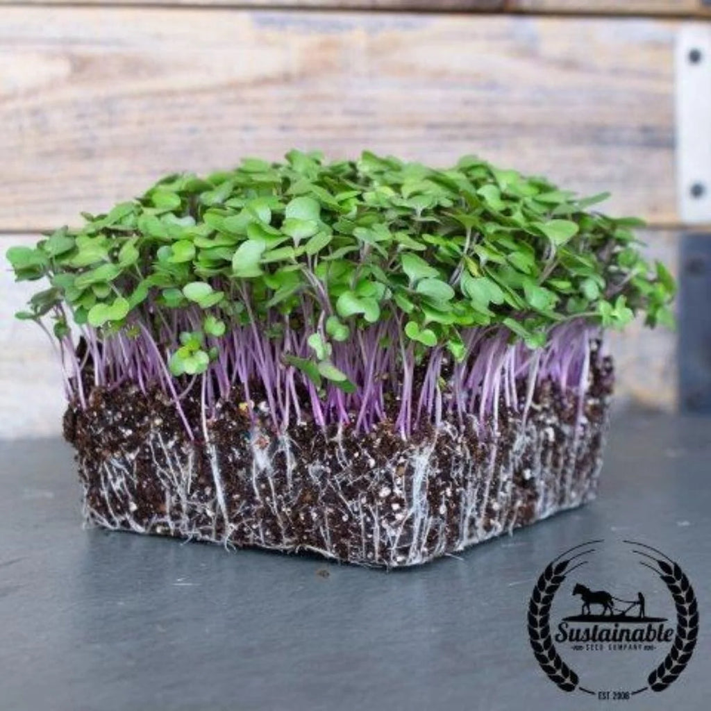 Microgreen Seeds