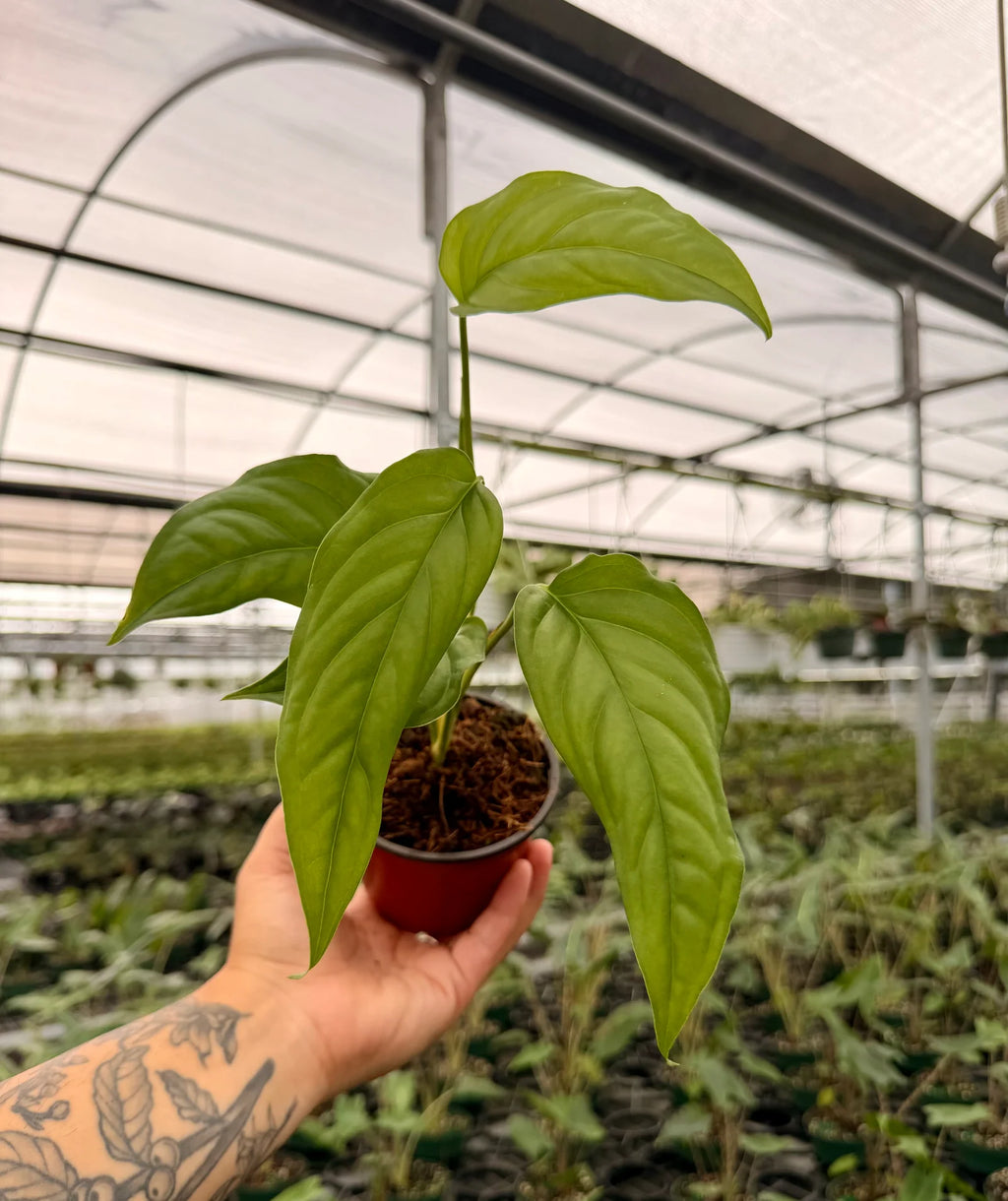 Monstera acacoyaguensis Plant, 4-Inch Climbing Foliage