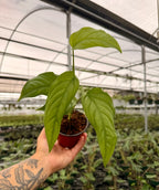 Monstera acacoyaguensis Plant, 4-Inch Climbing Foliage