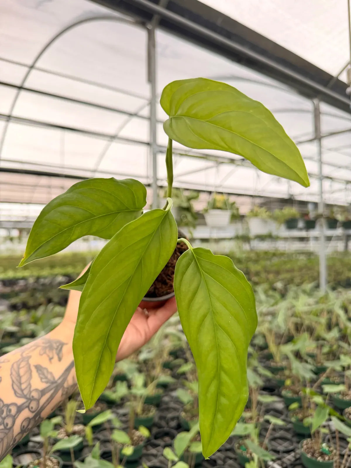 Monstera acacoyaguensis Plant, 4-Inch Climbing Foliage