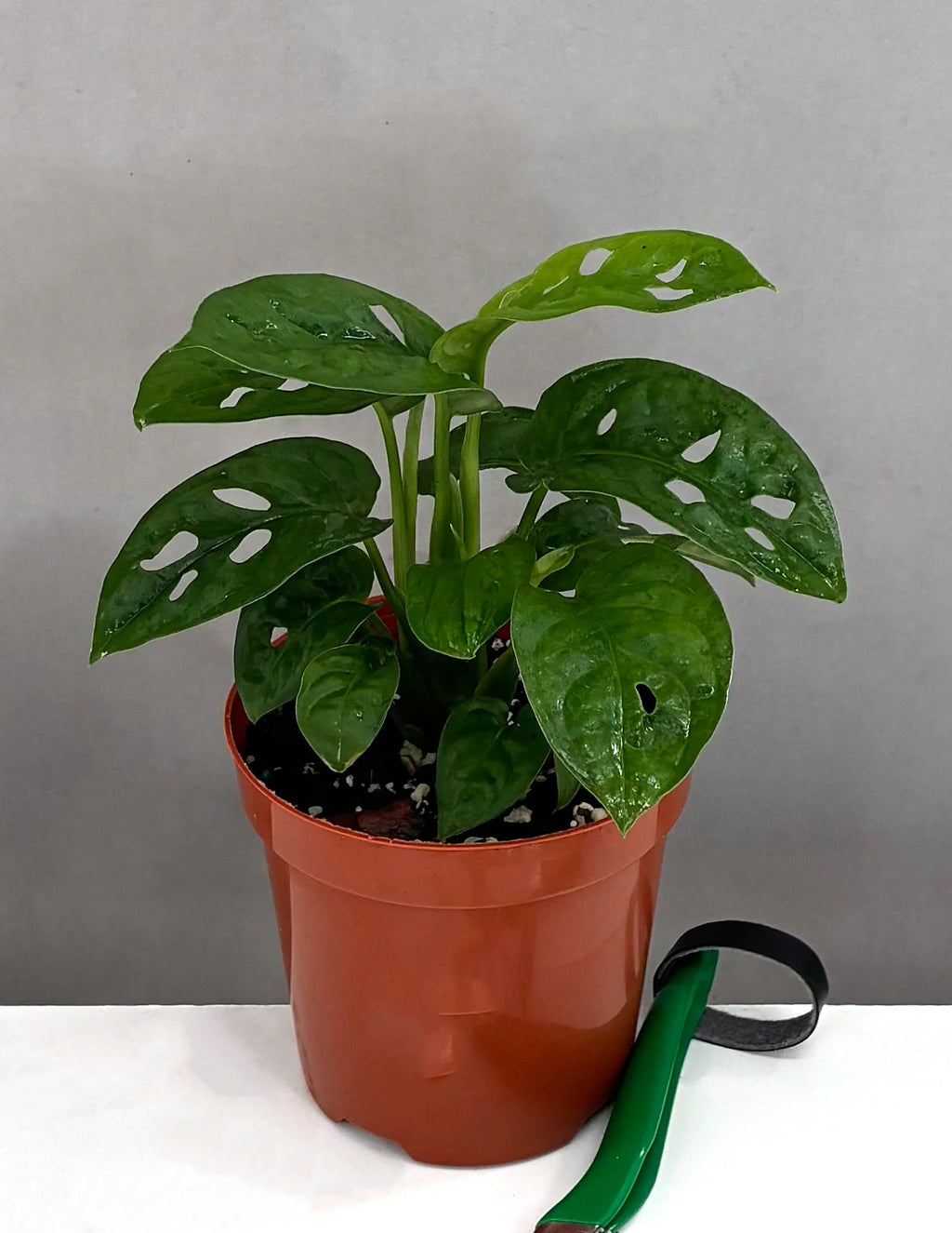 Monstera Adansonii Swiss Cheese Vine, 4" Pot