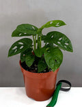 Monstera Adansonii Swiss Cheese Vine, 4" Pot