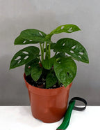 Monstera Adansonii Swiss Cheese Vine, 4" Pot