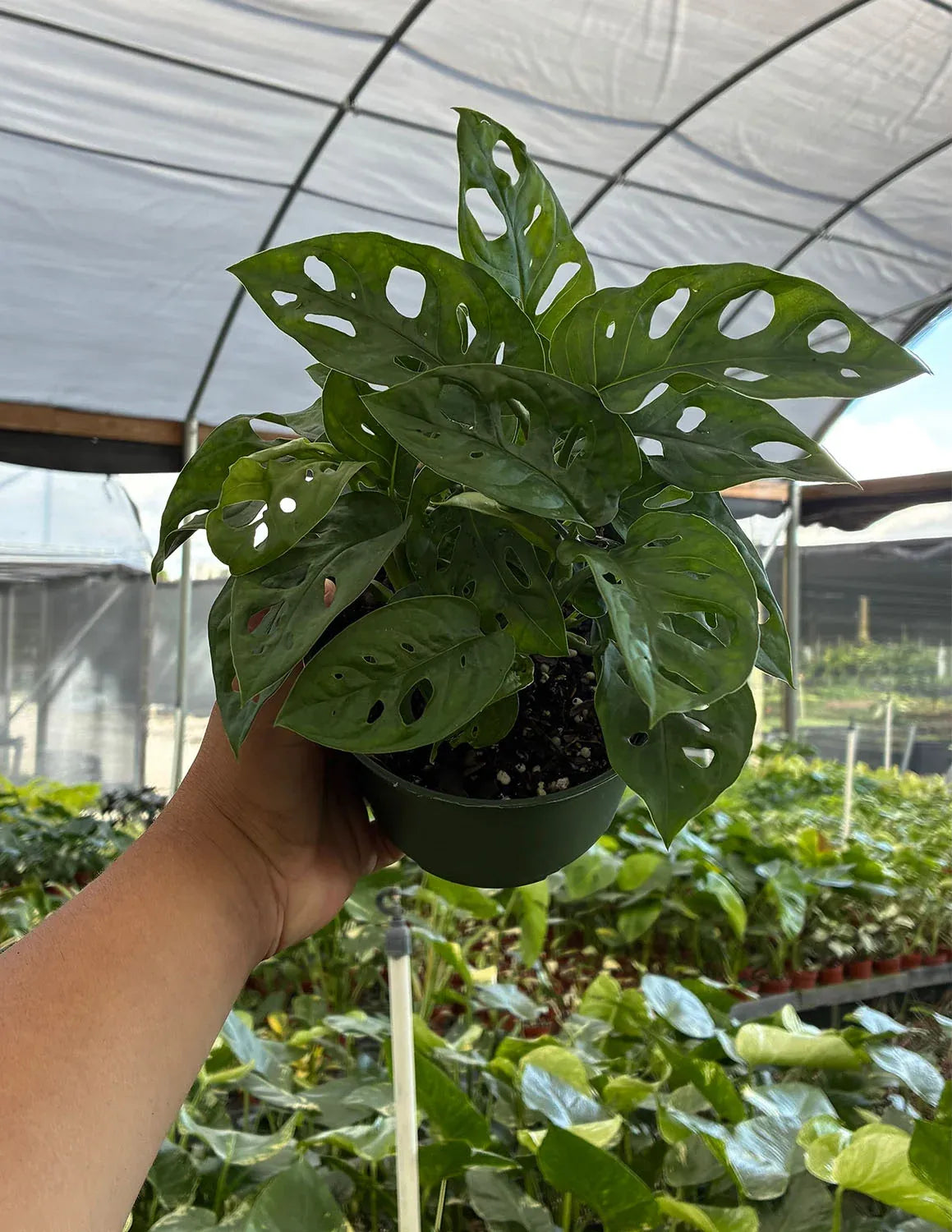 Monstera Adansonii Swiss Cheese Vine