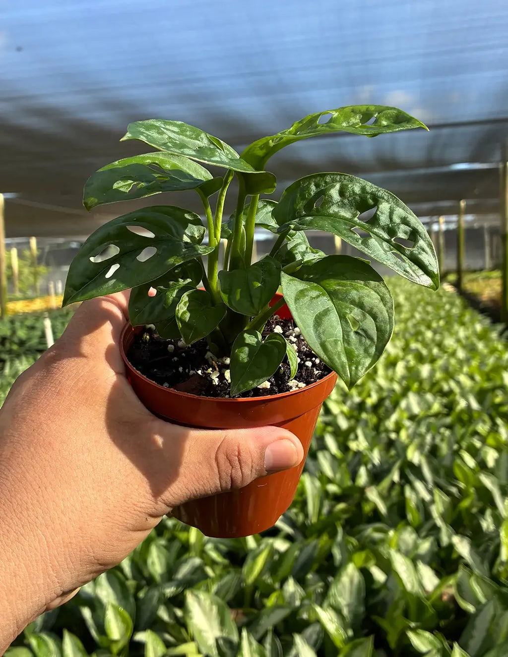 Monstera Adansonii Swiss Cheese Vine