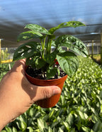 Monstera Adansonii Swiss Cheese Vine