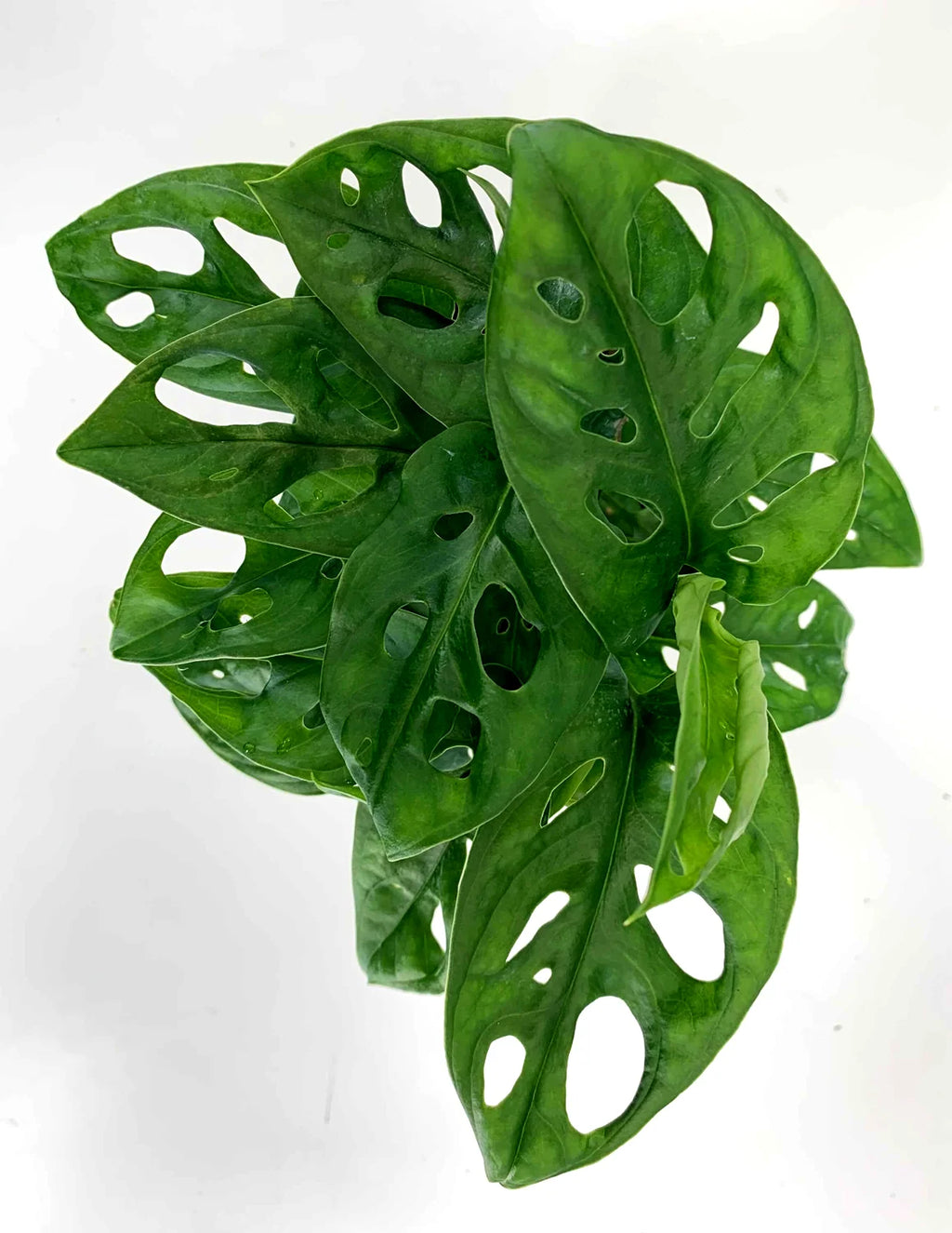 Monstera Adansonii Swiss Cheese Vine