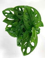 Monstera Adansonii Swiss Cheese Vine