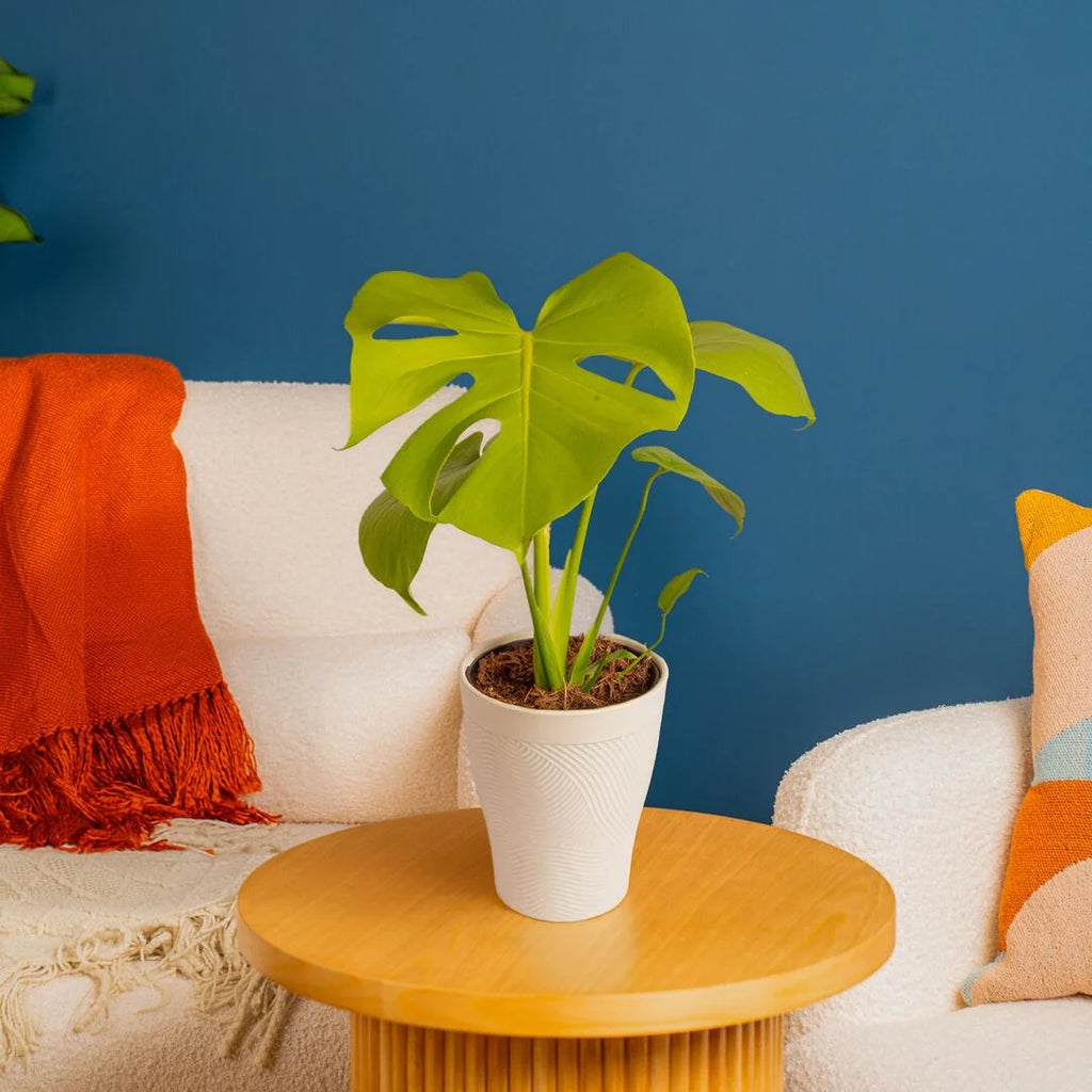 Monstera Plant Golden Compact