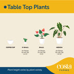 Monstera Plant Golden Compact