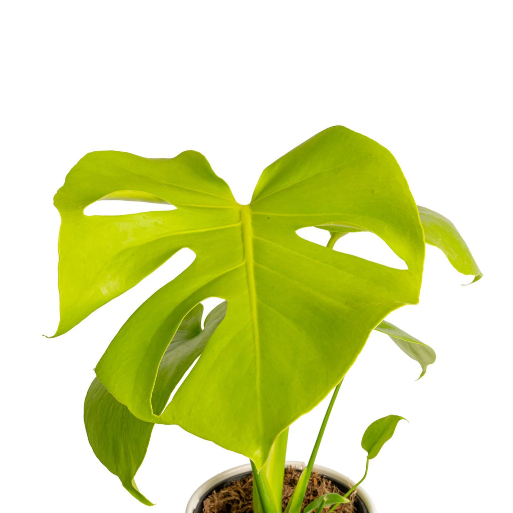 Monstera Plant Golden Compact