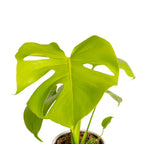 Monstera Plant Golden Compact