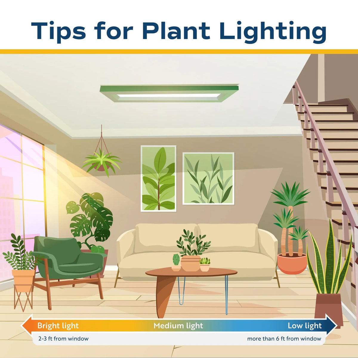 Monstera Plant Golden Compact